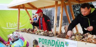 Poradňa o hubách počas Dňa zdravia