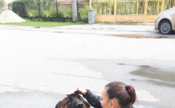 KRAĽOVANY: Polícia odchytila psov, ktorí ohrozovali cestnú premávku