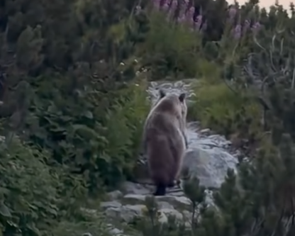 VYSOKÉ TATRY: Turistom skrížil cestu medveď. Z kosodreviny vyšiel priamo na chodník (video)