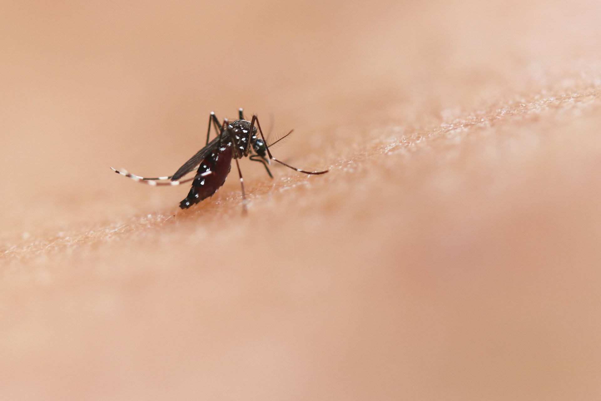 POZOR: Smrteľné choroby už klopú na dvere Slovenska: Komáre môžu prenášať MALÁRIU, DENGUE aj západonílsku horúčku!