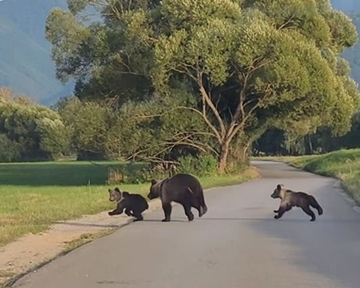 POZOR PRI OBĽÚBENOM JAZERE ONTÁRIO: Medvedica s mláďatami sa má pohybovať v okolí! Ľudia sa sem chodia kúpať, grilovať aj rybárčiť (video)