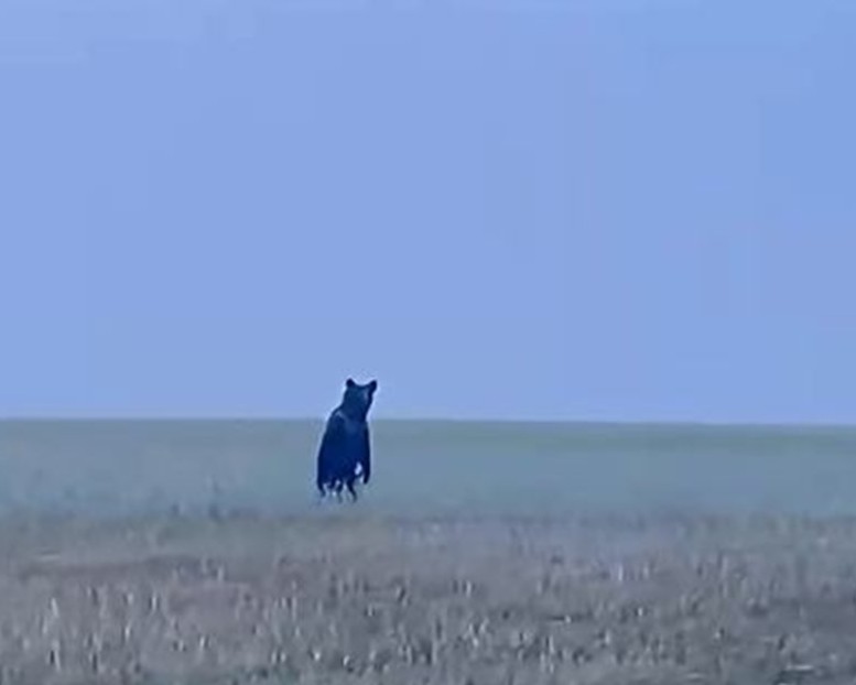 MEDVEĎ pri Turčianskych Tepliciach! Šelmu mali spozorovať skoro ráno za dedinou (video)