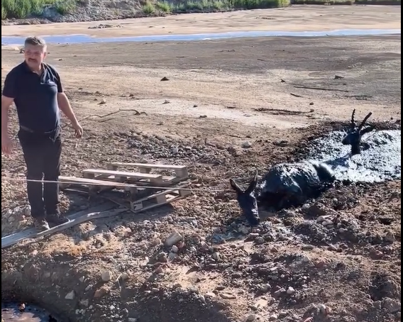 Srdcervúci boj o život v hlbokom bahne: Jeleň a jelenica už nevládali, potom prišla pomoc! VIDEO